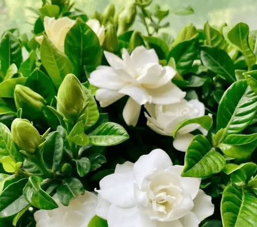 栀子花发黄的原因及解决方法是什么呢？多久施肥一次合适呢？