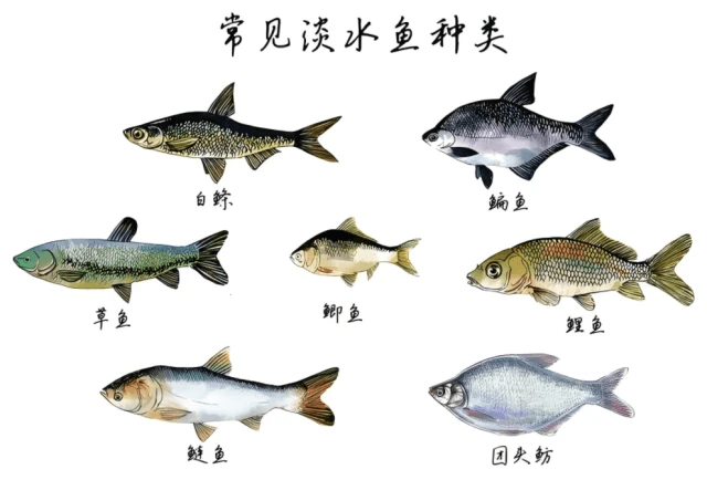中国本土十大淡水名鱼，你都吃过哪种？