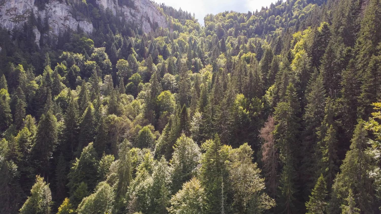 秦岭森林生态站：守护生物多样性，助力生态文明建设