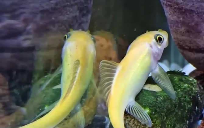 金苔鼠鱼真的可以清洁鱼缸吗？