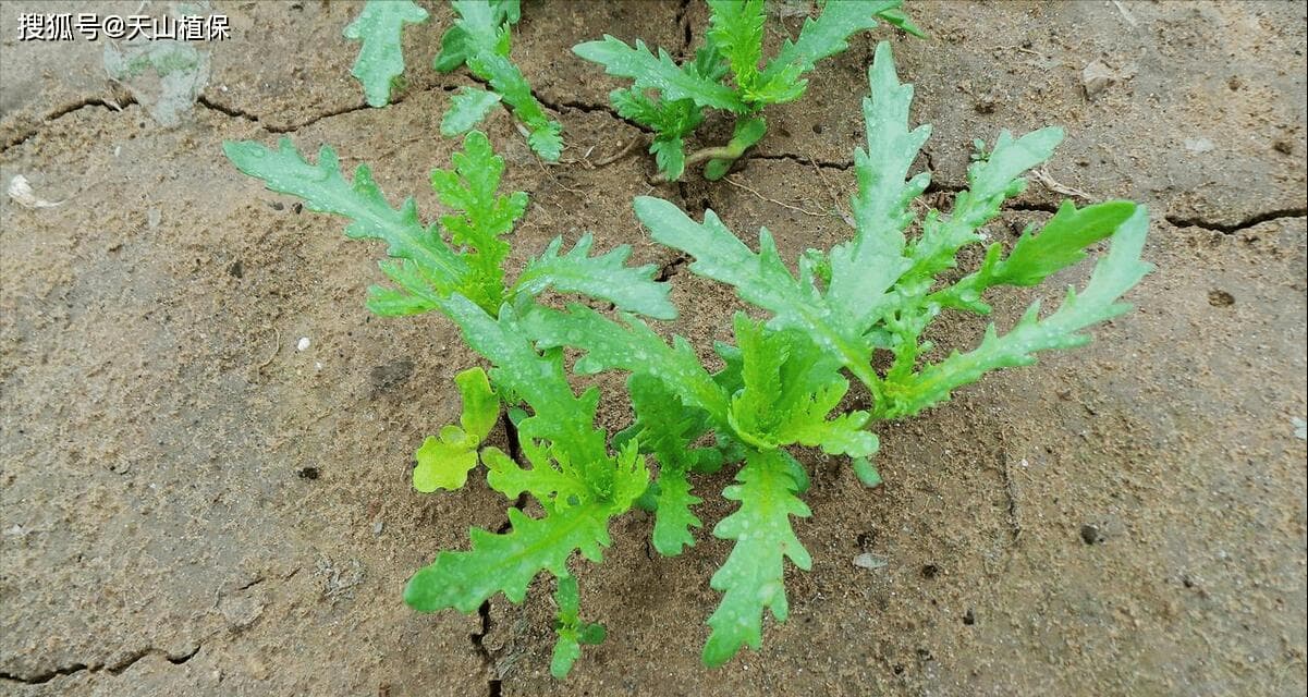 茼蒿催芽方法与步骤