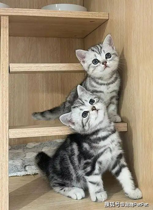 美短猫弃养潮：当“网红猫”沦为流浪猫，谁该为这场悲剧买单？