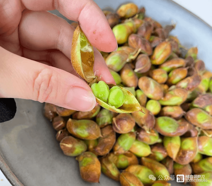 鹰嘴豆：一种形似鹰嘴、营养丰富的豆类植物