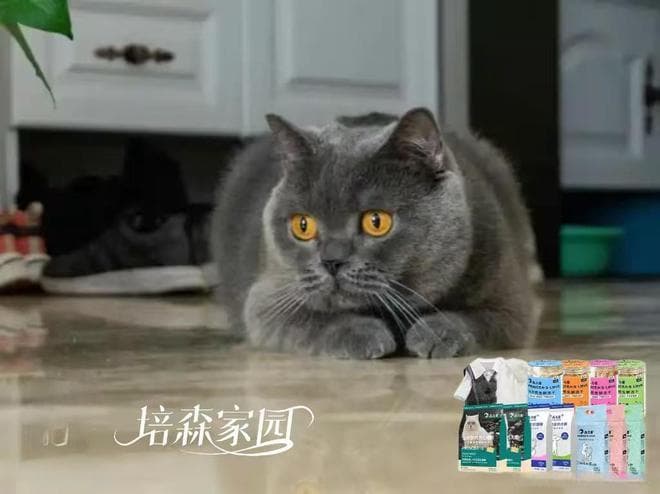 猫咪乱尿屡教不改！到底是为什么？