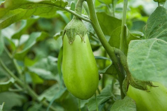 从选地到存储：种出完美茄子的四个关键环节