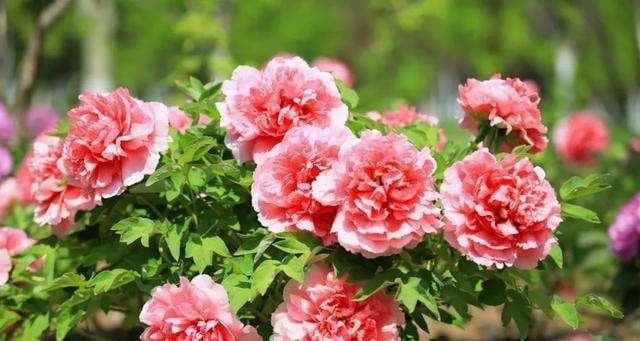 莲花的寓意与象征风水（揭秘莲花的文化内涵）