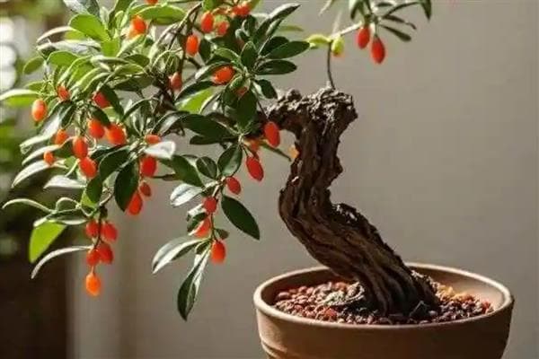 枸杞如何播种种植，种植前需浸种处理