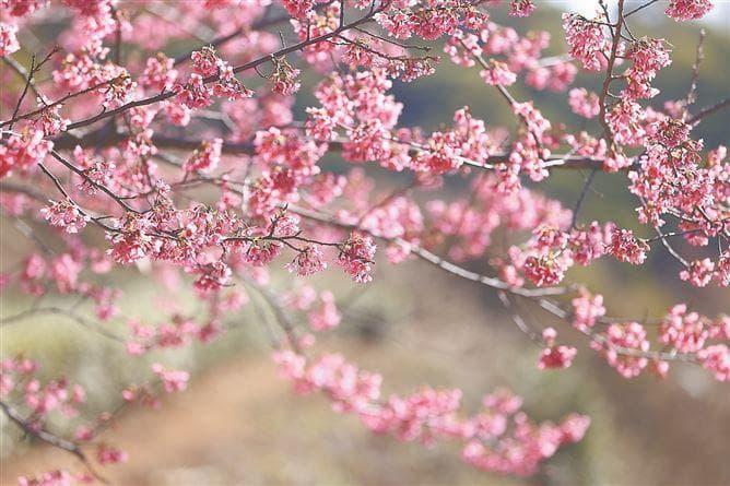 来翔安妙高山赴一场樱花之约 花期预计持续到3月初