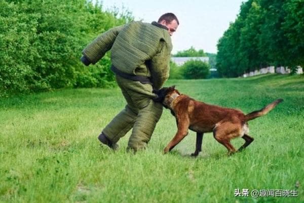 解读梦境：梦见狗究竟意味着什么？
