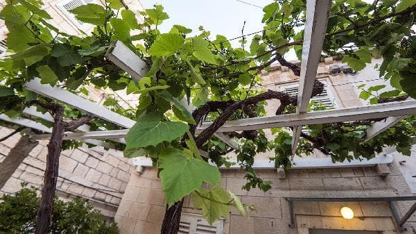 葡萄糖转运体：糖尿病并发症的关键调控因子