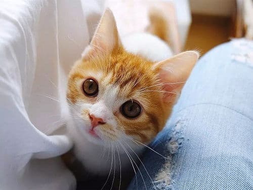 猫咪泪痕清洁全攻略：从原因分析到预防护理