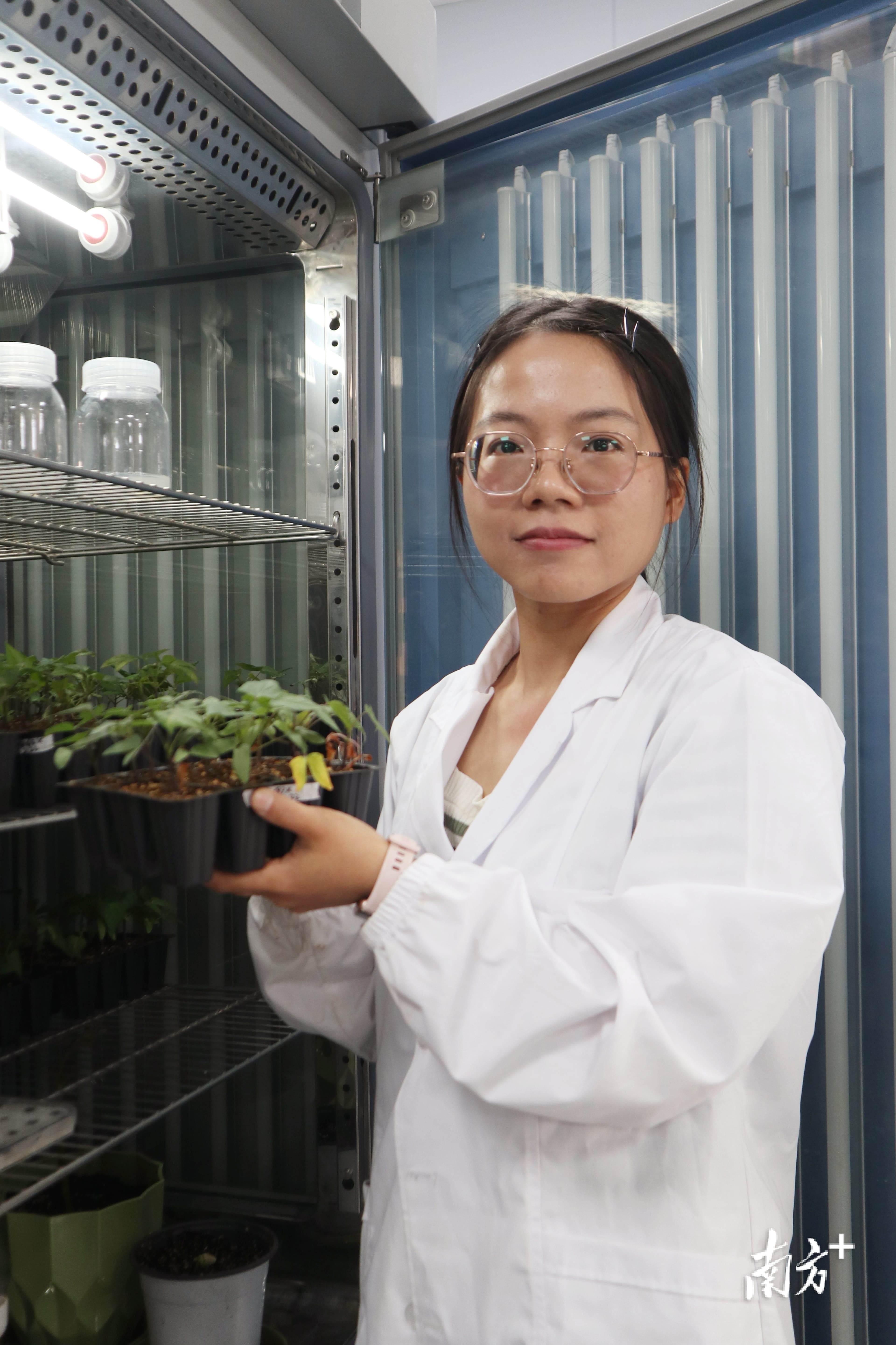 王铃艳：理学博士转型农艺师，探索“空中番薯”技术