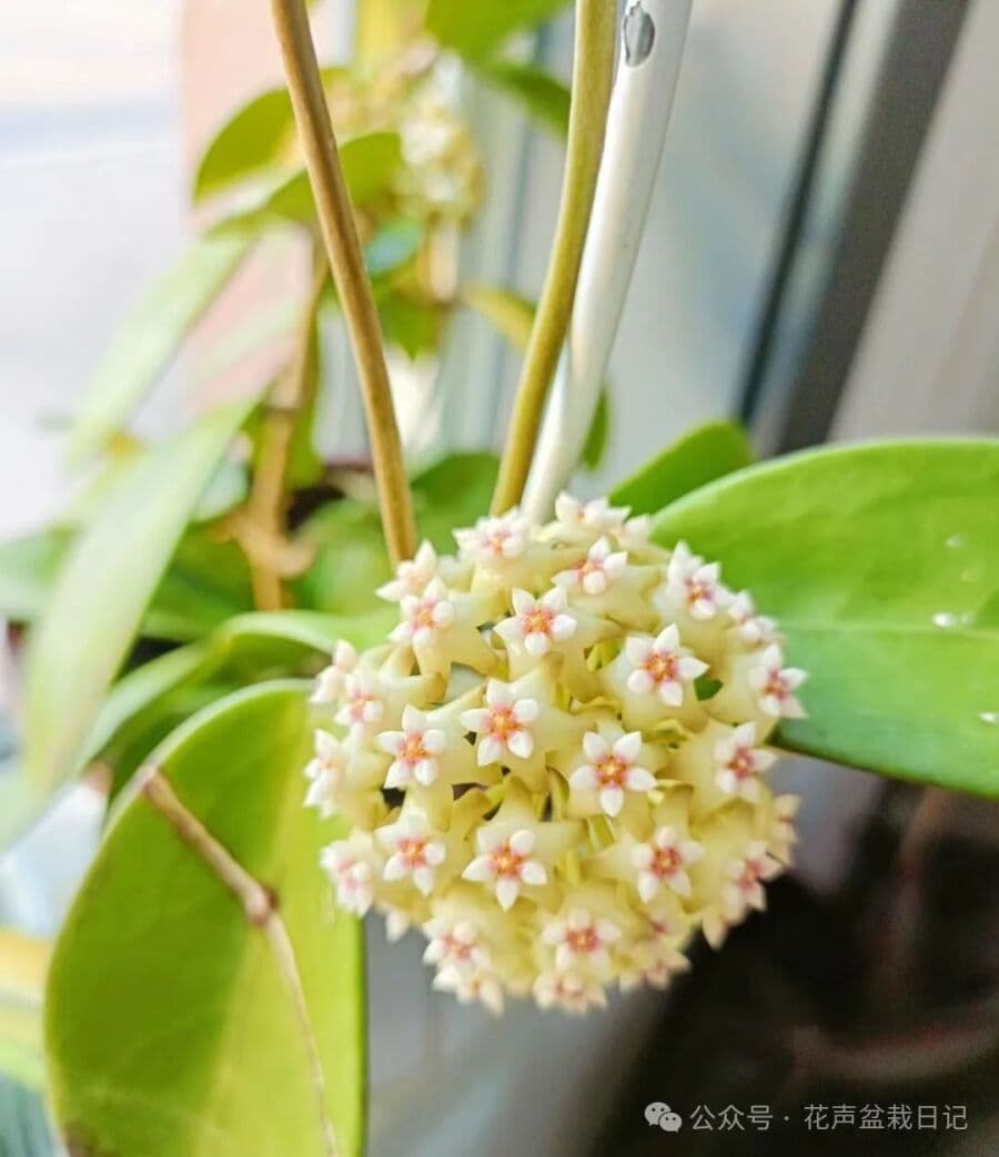 球兰老是不开花？那是你没养对品种！此品种很勤花，花朵还超香！