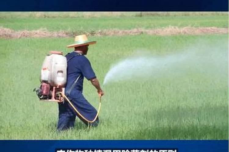 无公害农药混用指南：安全与效果的平衡术