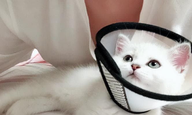 猫咪的温度适应能力与判断方法（了解猫咪的舒适温度范围及如何判断其热度）