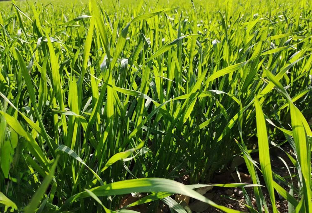 小麦返青期水肥管理：壮苗和弱苗重点不一样，抓住关键促高产