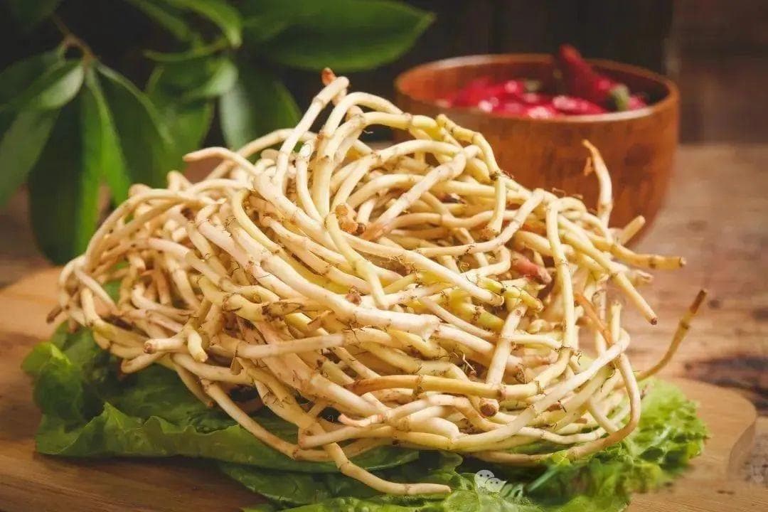 鱼腥草：从餐桌到药房，解密“天然抗生素”的多重价值
