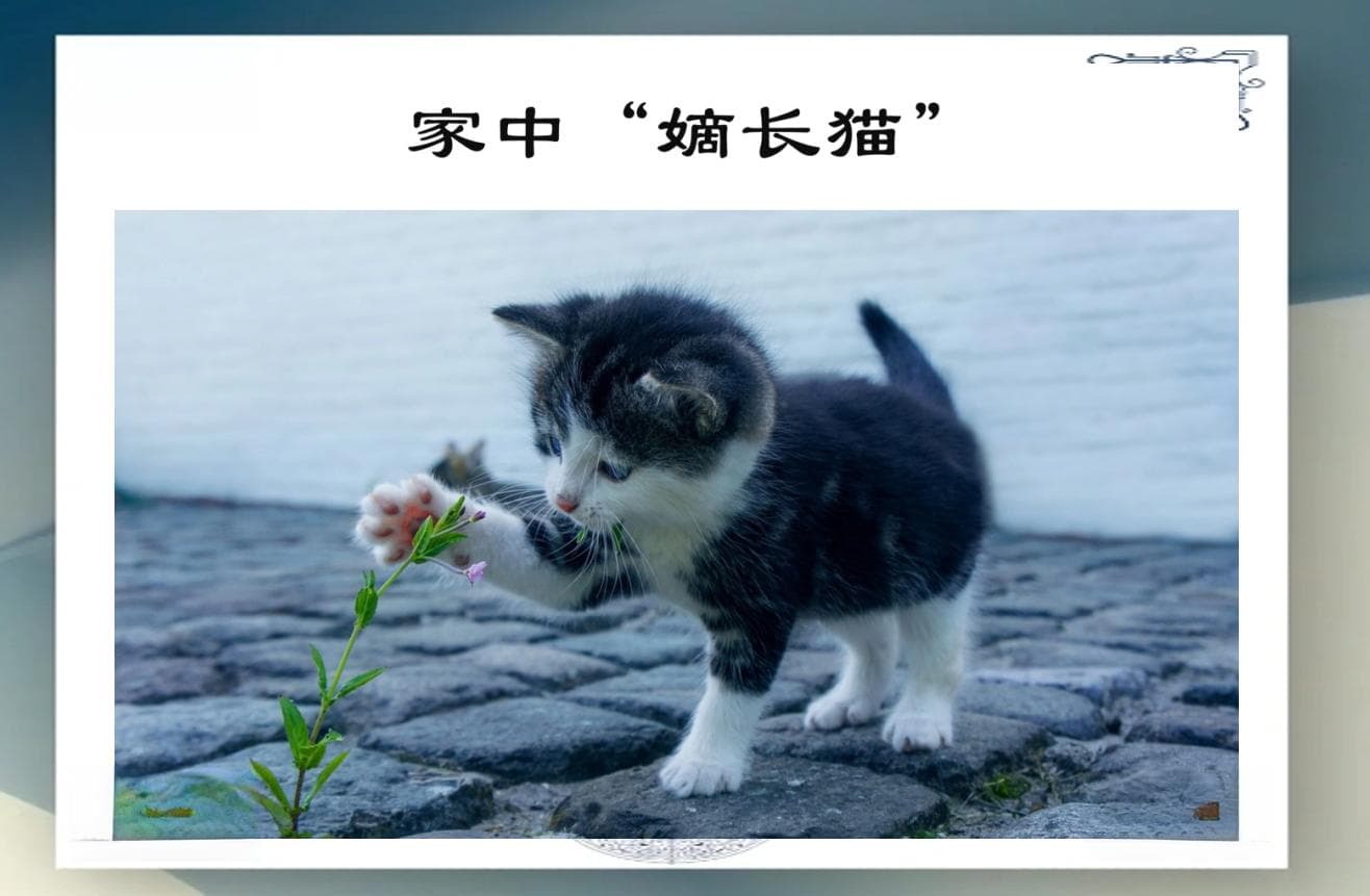 古代嫡庶差异的深刻影响：家族内部的权力结构与社会制度