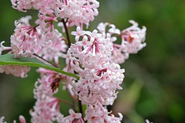 丁香花的花语和寓意