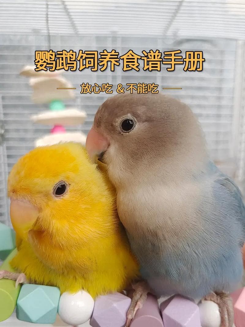 鹦鹉说话训练指南：品种选择与训练技巧全解析