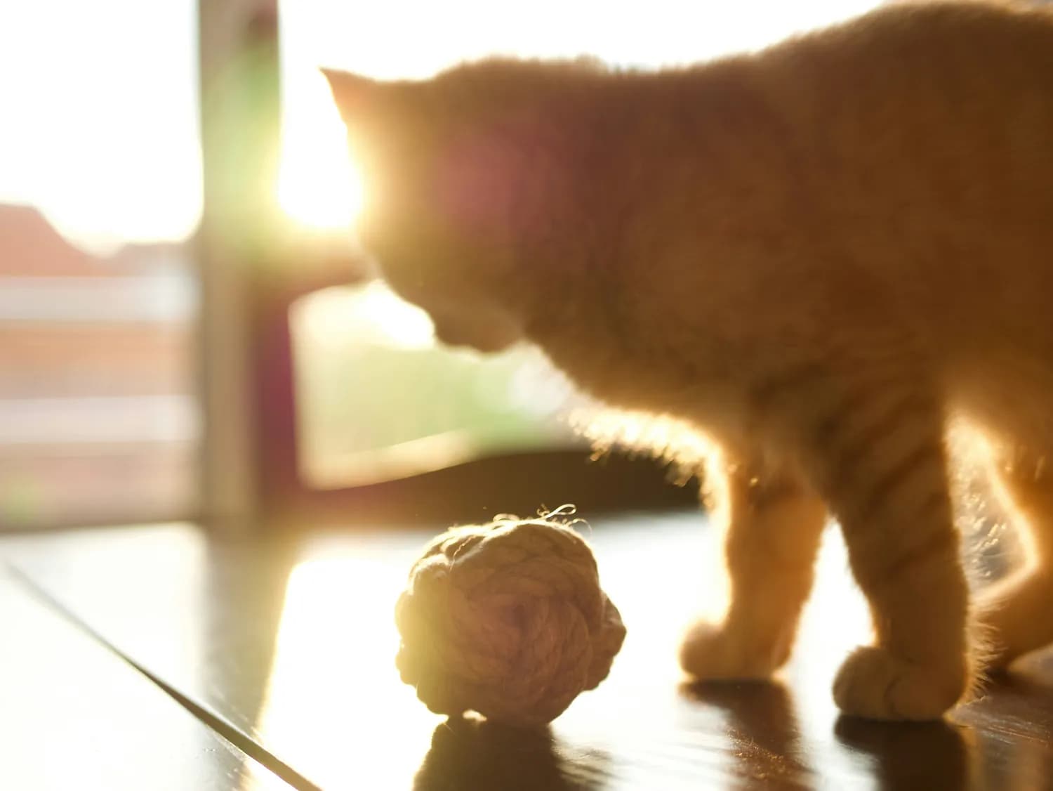 猫咪益智球：让你家猫变聪明的秘密武器！