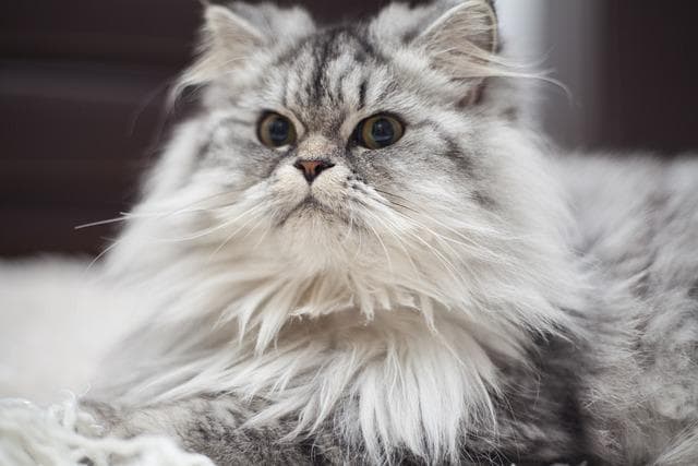 如何判断猫咪肚子里有毛球？4个关键信号+科学检测方法