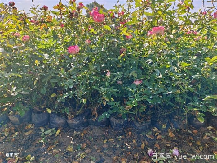 微型月季养殖全攻略：三点关键技巧让花开不断