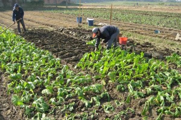 北方榨菜种植技术全攻略：从选种到收获的关键环节详解