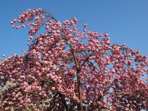 樱花的香味怎么形容：不同品种、不同阶段的樱花香气描述!