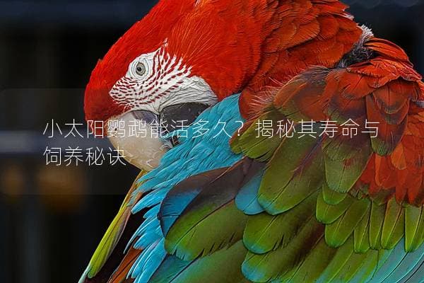 小太阳鹦鹉能活多久？揭秘其寿命与饲养秘诀