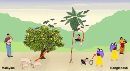 尼帕病毒(Nipah Virus)：旧威胁，新挑战——人畜共患疾病的新篇章