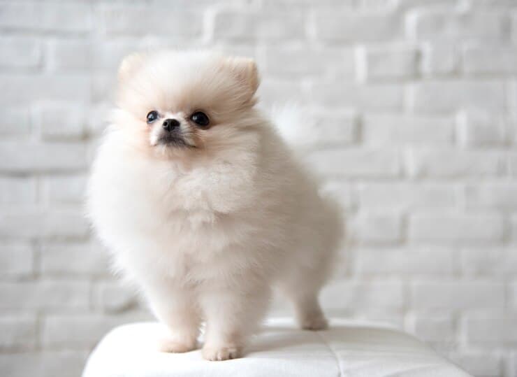 博美犬饲养指南