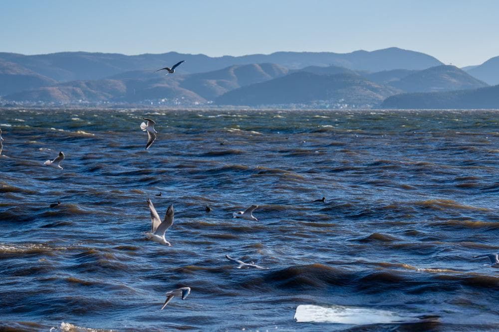 巨浪、海鸥、红杉……龙龛码头真的绝美！
