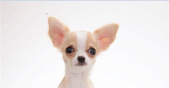 小孩养什么狗最好图解？选择适合孩子的犬种有哪些要点？