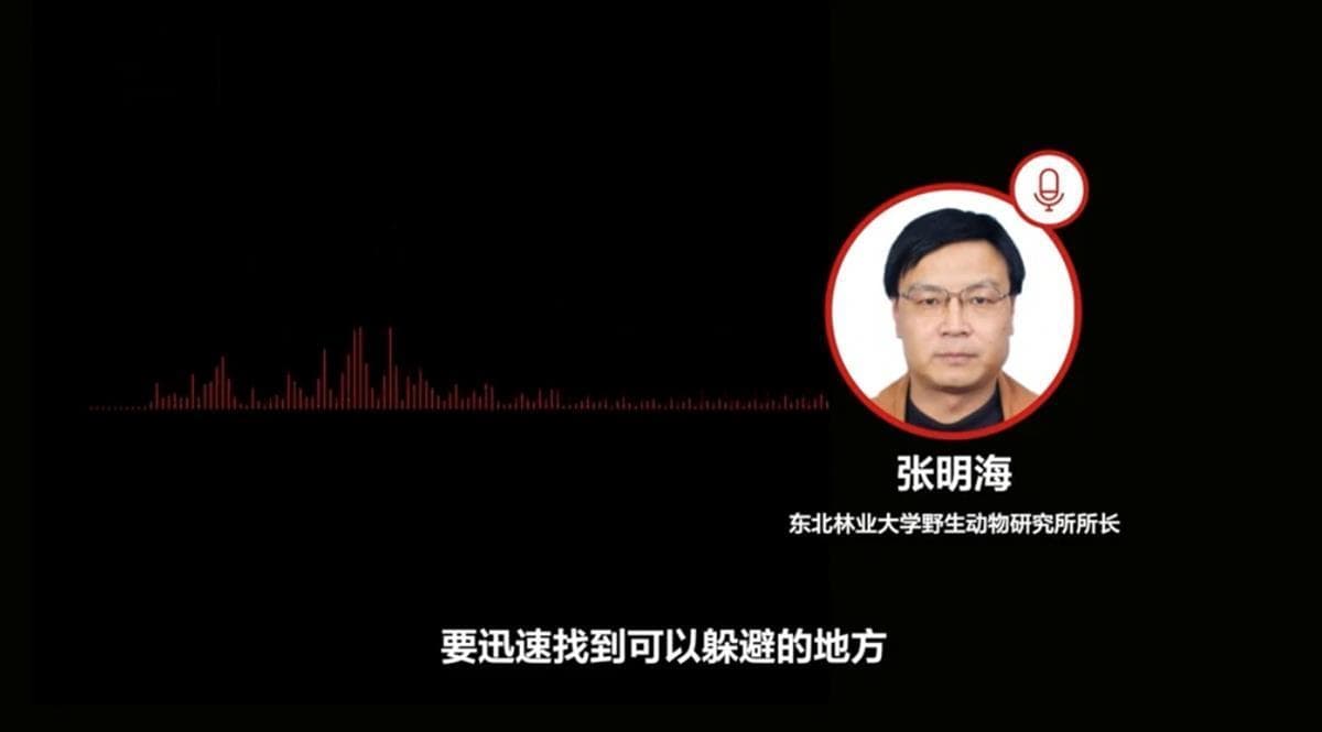 “老虎咬人又咬牛！”它为何进村？如何躲避？专家：不要惊慌也别硬刚