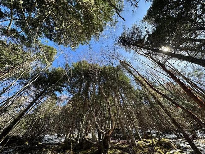 森林可持续经营：给陆地碳汇扩容