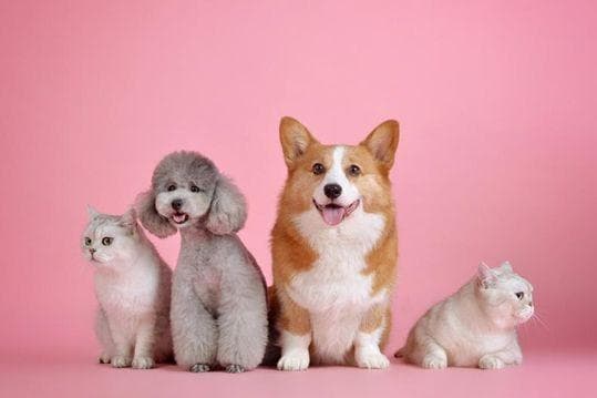 关于狂犬疫苗，这些关键点你一定要知道！