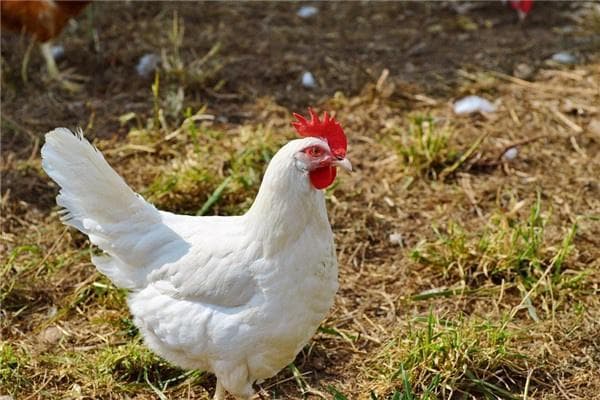 属鸡住宅大门朝向最佳：风水指南与方位建议