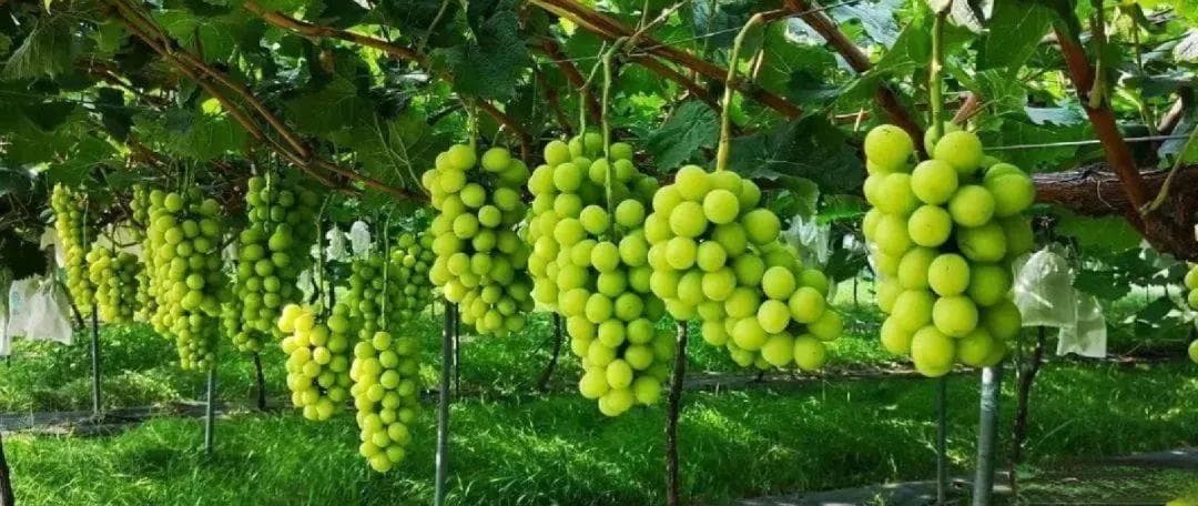 植物激素和植物生长调节剂：科学认识与合理应用