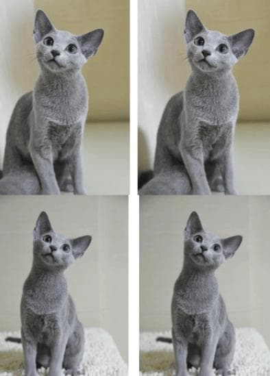 灰影中的优雅：一探究竟，灰色猫咪的独特品种和迷人特质！