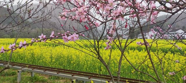 坐着高铁看中国·畅游最美油菜花海 西安高铁赋能春日赏花经济