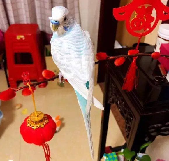 鹦鹉是怎么繁殖的