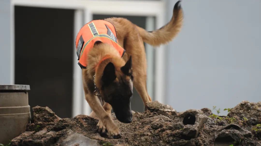 云南省森林消防特勤大队：科学训练搜救犬，提升实战本领
