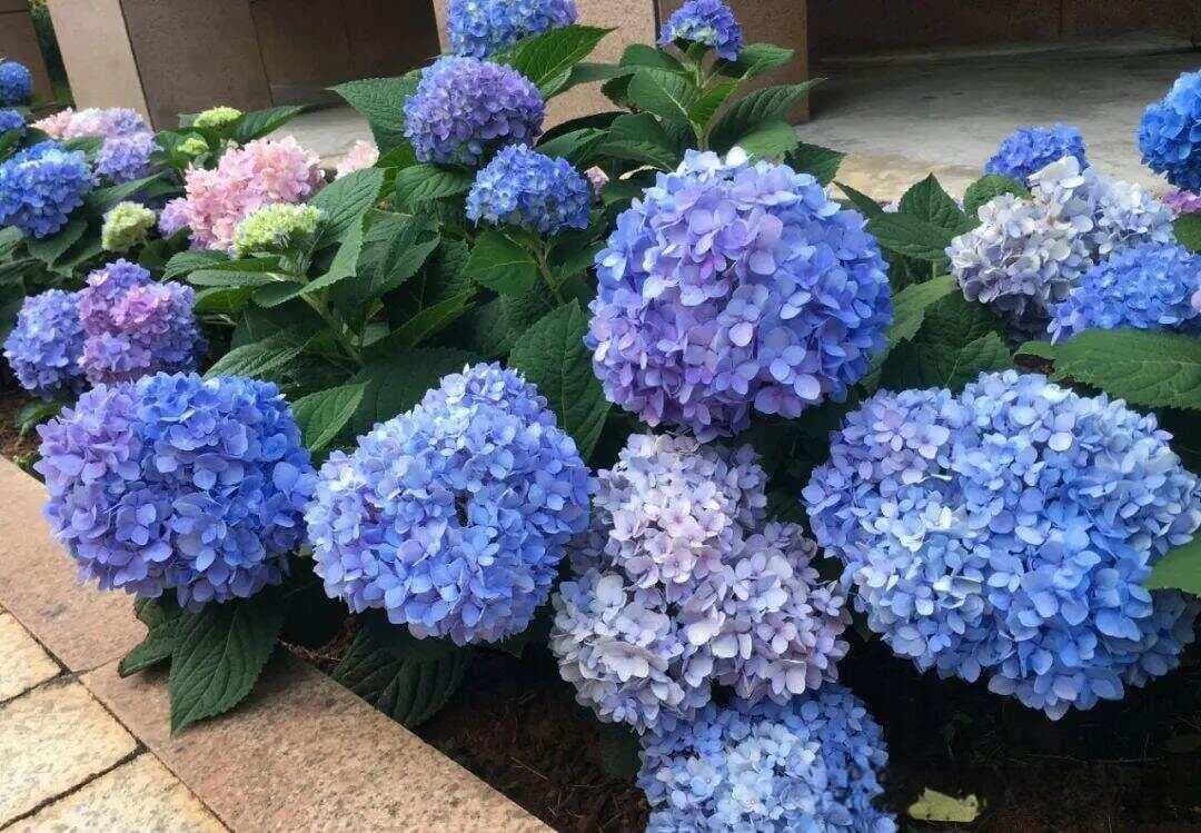 【原】绣球几月份开花？掌握6步养护技巧，新手秒变高手