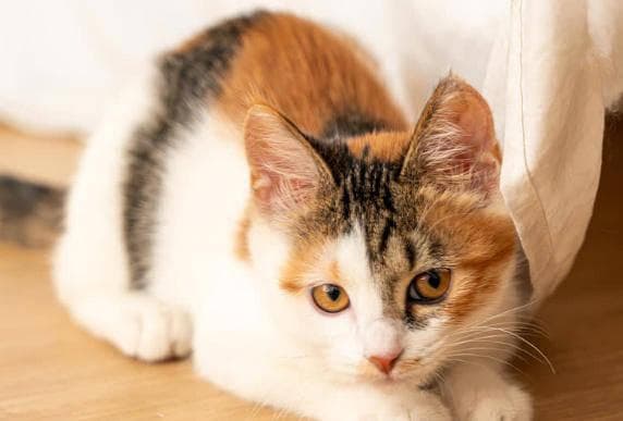 你家猫咪真的会吃腻猫粮吗？科学解读来了！