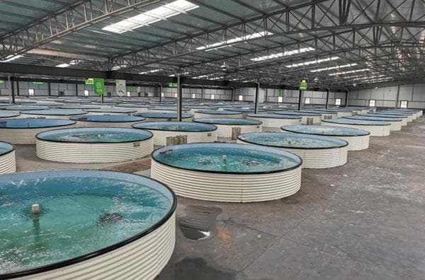 陆基工厂化循环水养殖的增氧技术