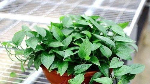 兰花摆放禁忌与风水讲究（哪些位置不适合放兰花，如何摆放才能招财进宝？）