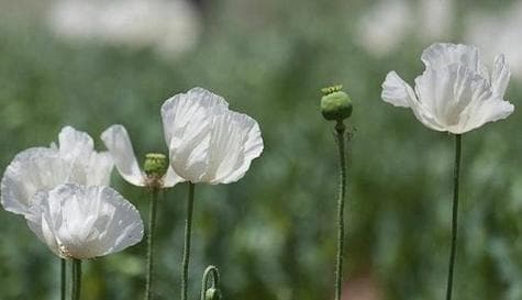 豌豆花之花语的传承与魅力