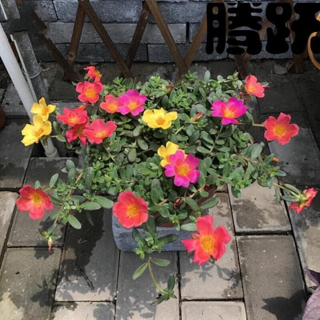家里阳台适合种植哪些植物