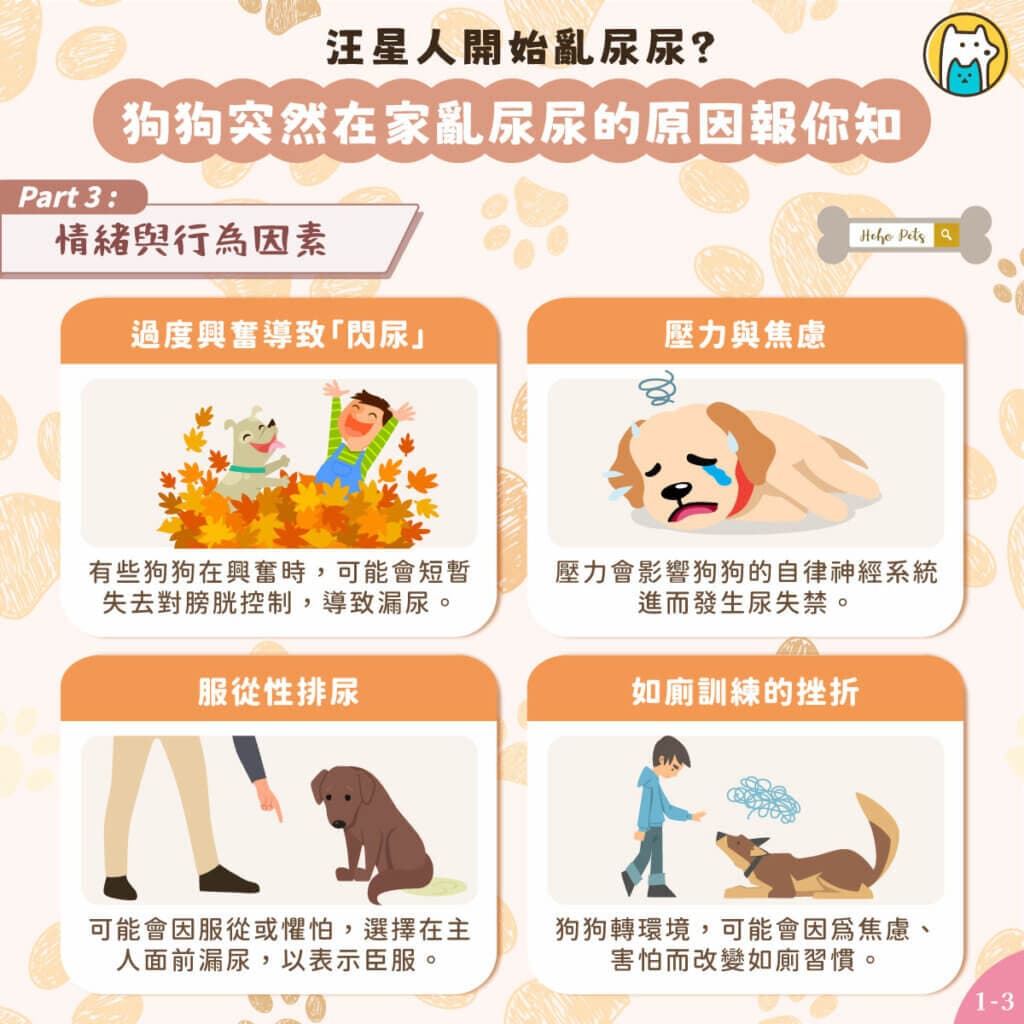 狗狗為何突然在家亂尿尿？專家傳授：12 個可能的原因與解方